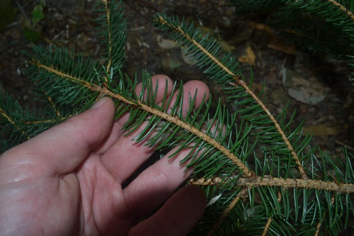 DSC_0066.JPG