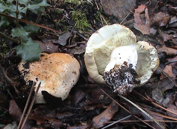 leucopaxillus tricolor 201006 1.jpg