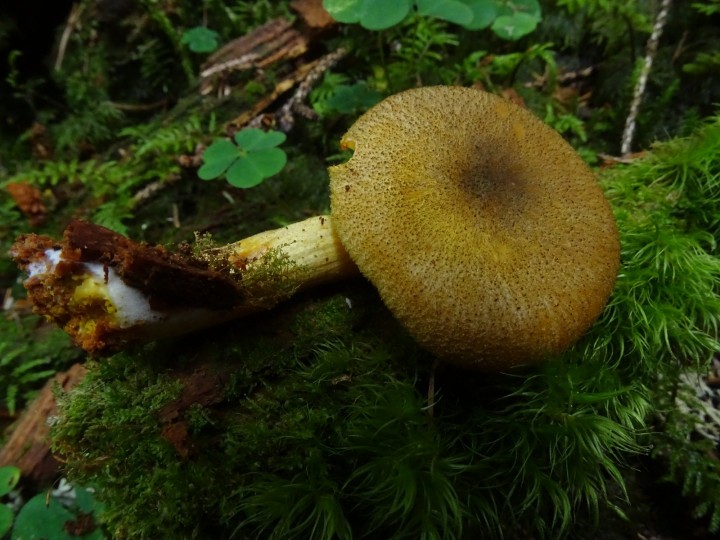 DSC03905.JPG