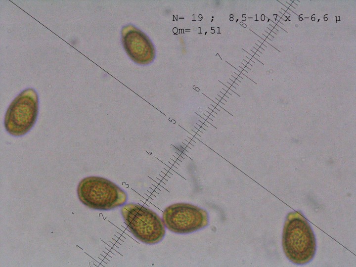 spores ganoderma blondel.jpg