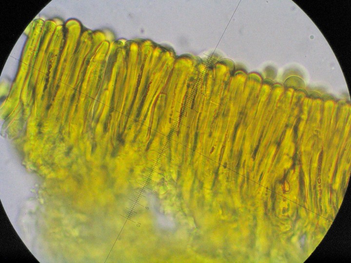 hyphes ganoderma blondel2.jpg