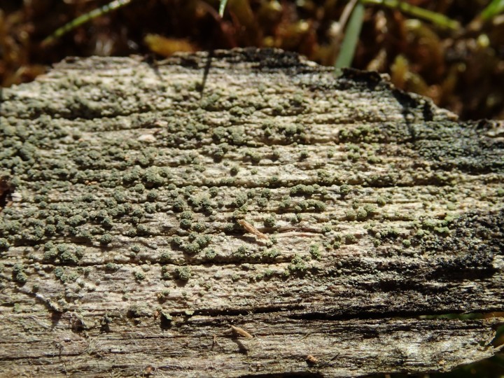 Trapeliopsis flexuosa [18] [2019-12-23] (1).JPG