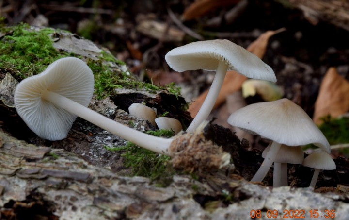 DSC_2783.JPG