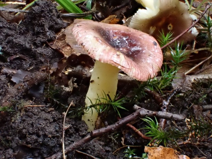 Russula 01.jpg