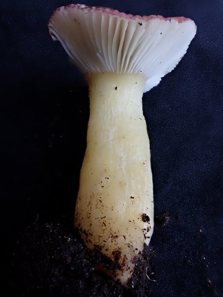 Russula 01.jpg