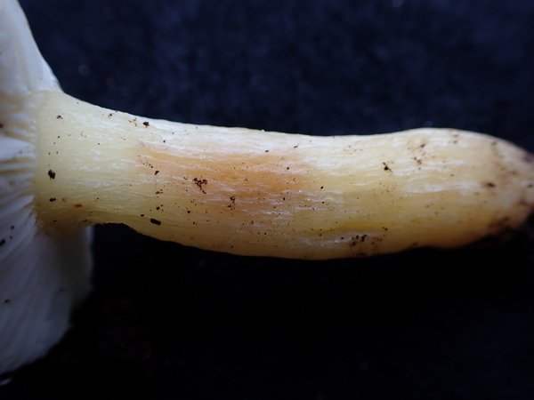 Russula 03.jpg