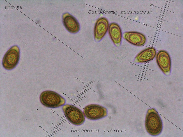 spores-lucidum-&-resinaceum.jpg