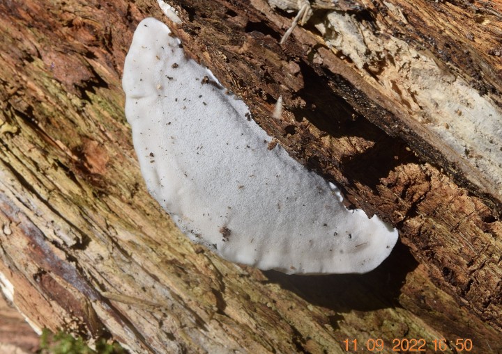 DSC_2819.JPG