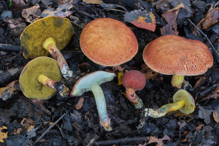 DSCF4595 1.jpg