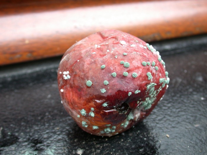 Monilia fructigena.JPG