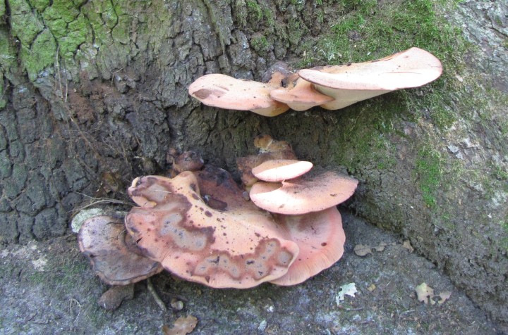 20220918_Fistulina hepatica_1.JPG