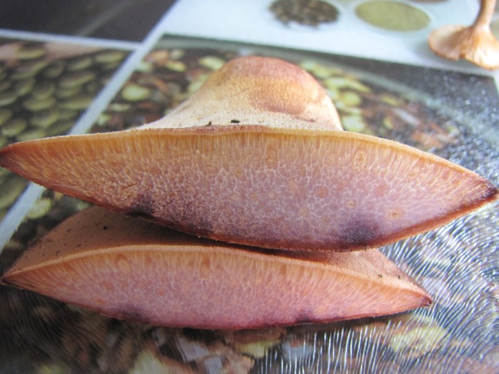 20220918_Fistulina hepatica_3.JPG