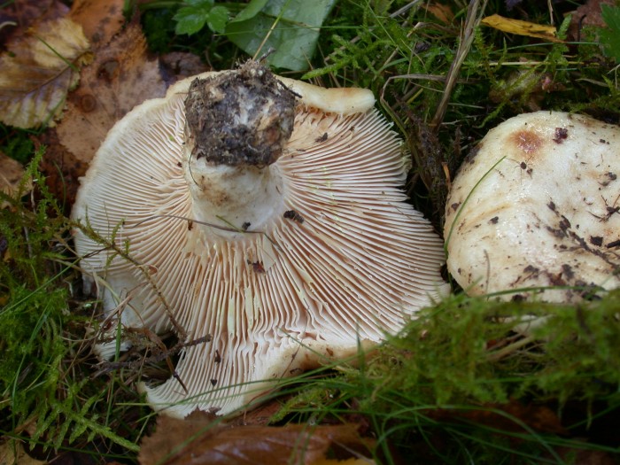 Lactarius resimus (2).JPG