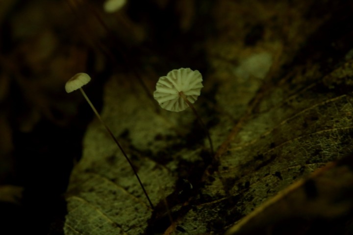 4X6A2743-1.JPG