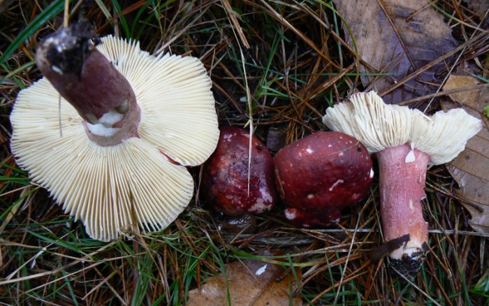 P1110844.jpg