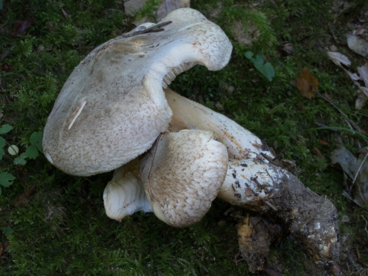Porpoloma spinulosum-006 (1).JPG