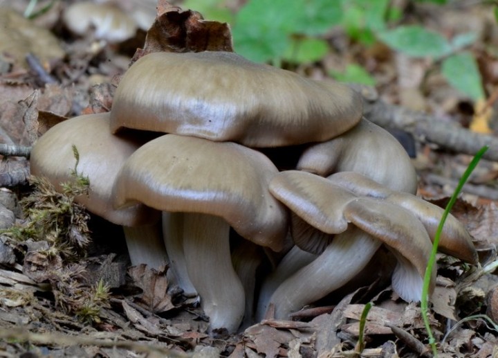 Ind Entoloma 01.jpg