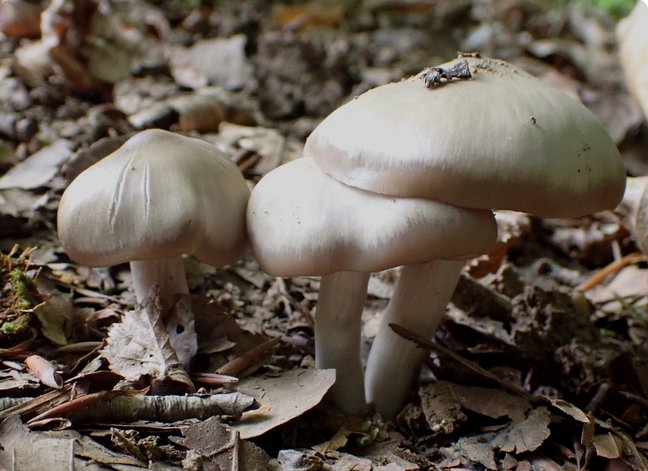 Ind Entoloma 02.jpg