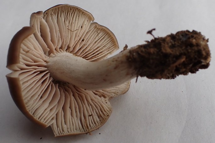 Ind Entoloma 03.jpg