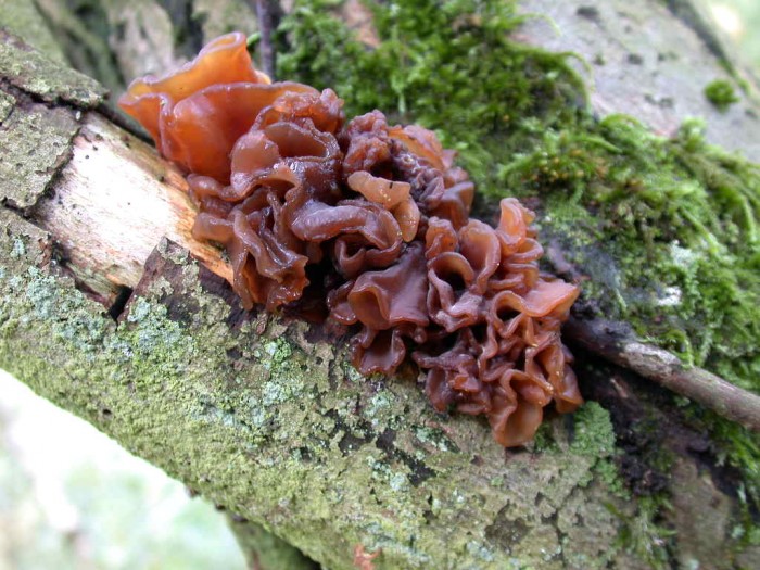 Tremella foliacea