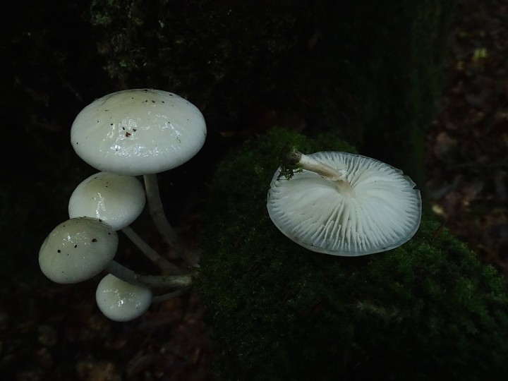 DSC04072b.JPG