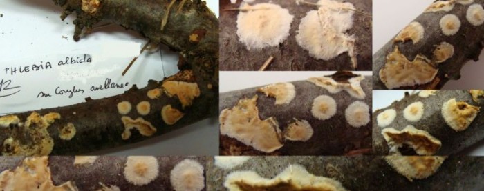 Phlebia albida Mercantour (Determination Henri Michel).jpg