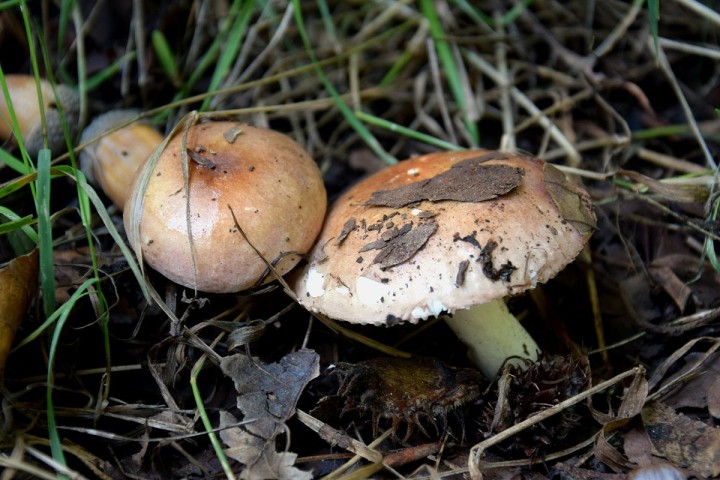 DSC_2113.jpg