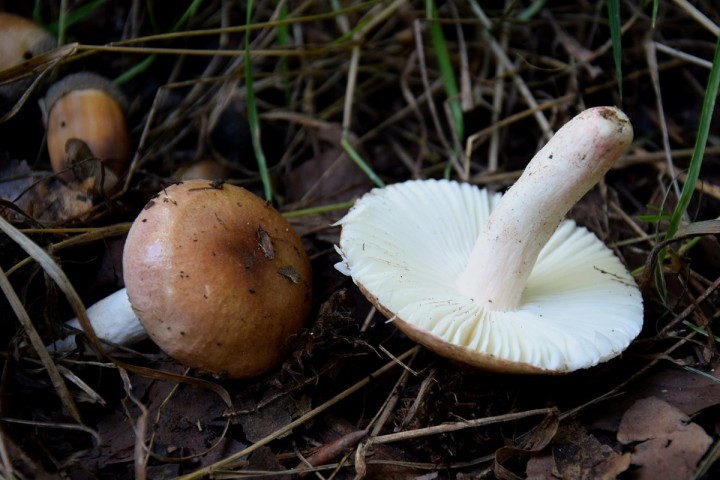 DSC_2114.jpg