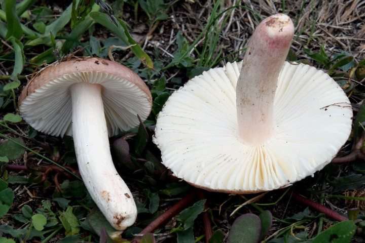 DSC_2119.jpg
