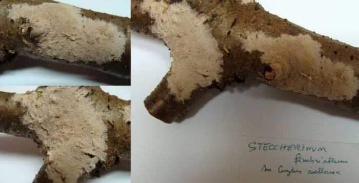 Steccherinum fimbriatum (determination Henri Michel).jpg
