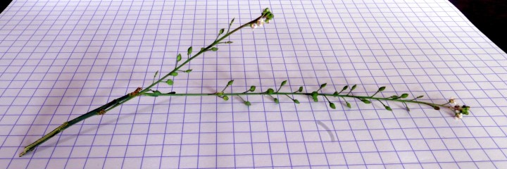 Cliquer sur l'image pour agrandir