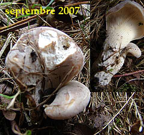 hohenbuehelia geogenia ou  03803.jpg