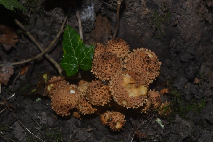 DSC_0114.JPG