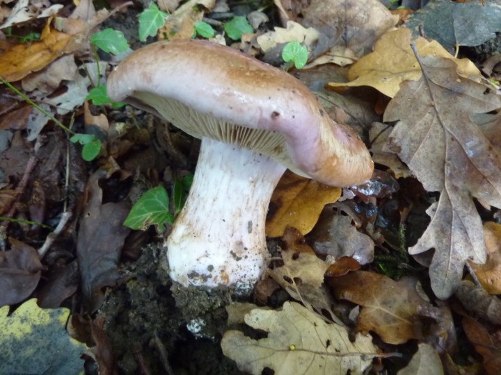 P1120734.JPG
