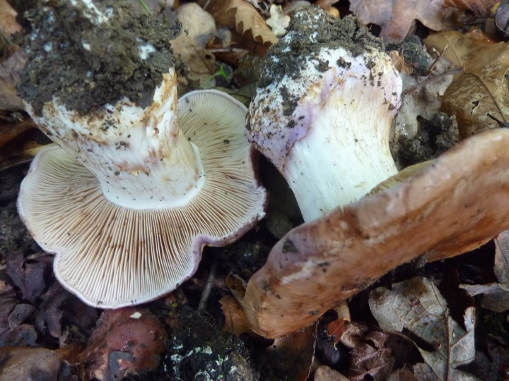 P1120725.JPG