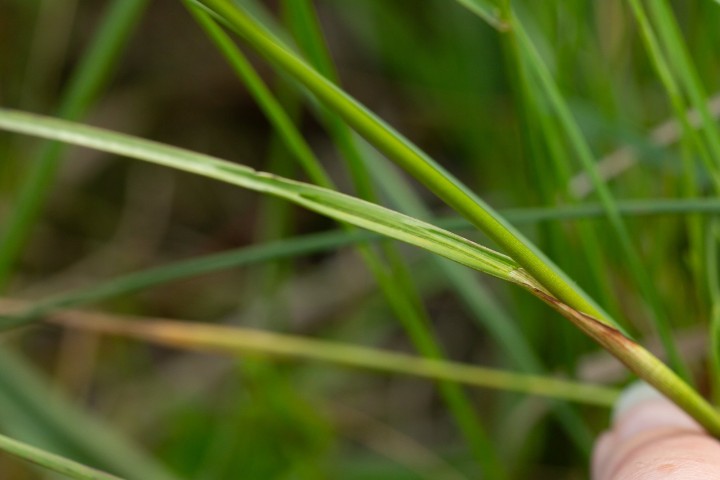 Linaigrette2.jpg