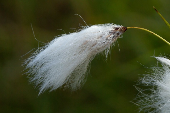 Linaigrette3.jpg
