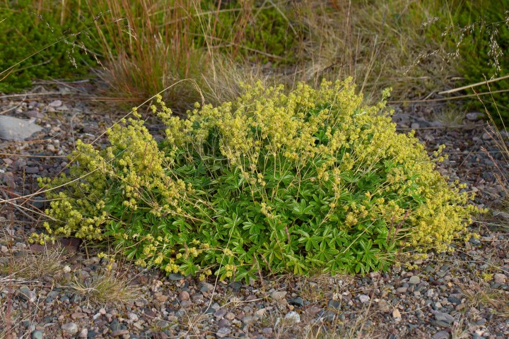 Alchemille.jpg