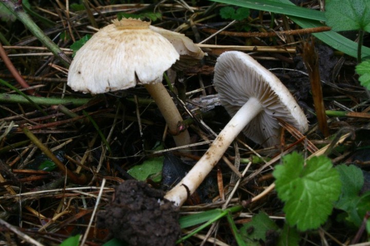 Inocybe sp 221018b.JPG
