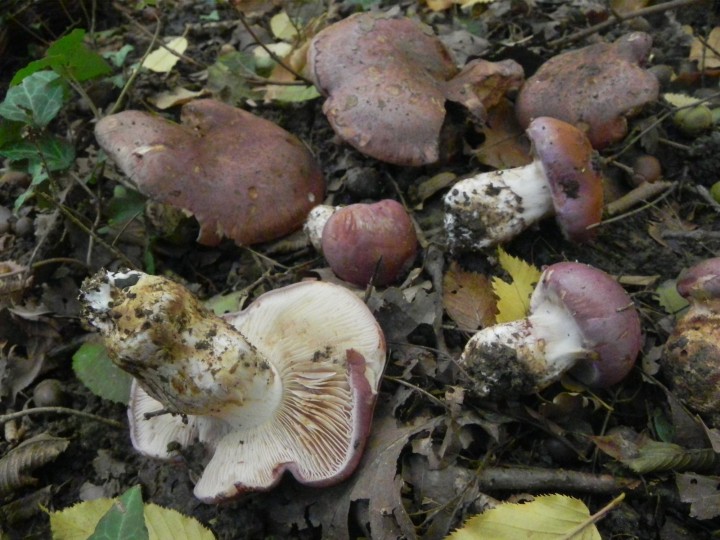 DSCN0476.JPG