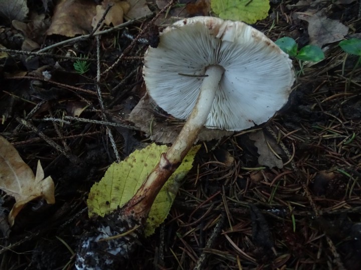 DSC04211.JPG