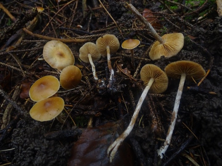 DSC04203.JPG