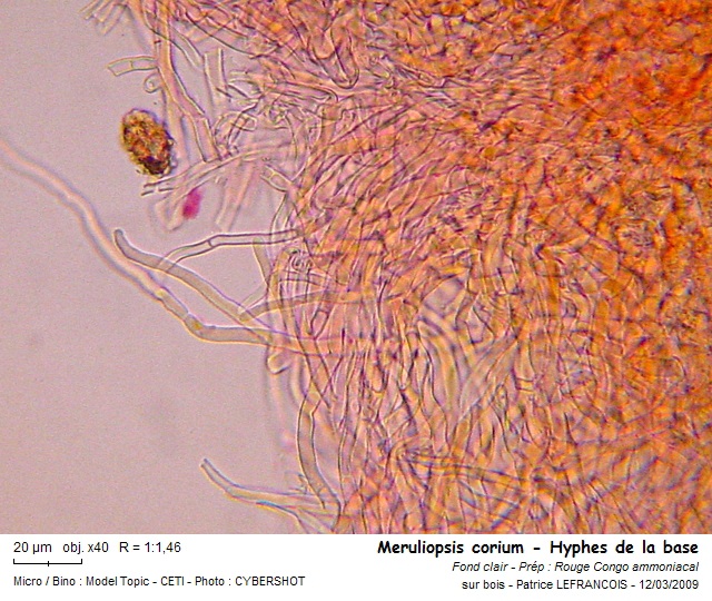merulopsis_corium3.jpg