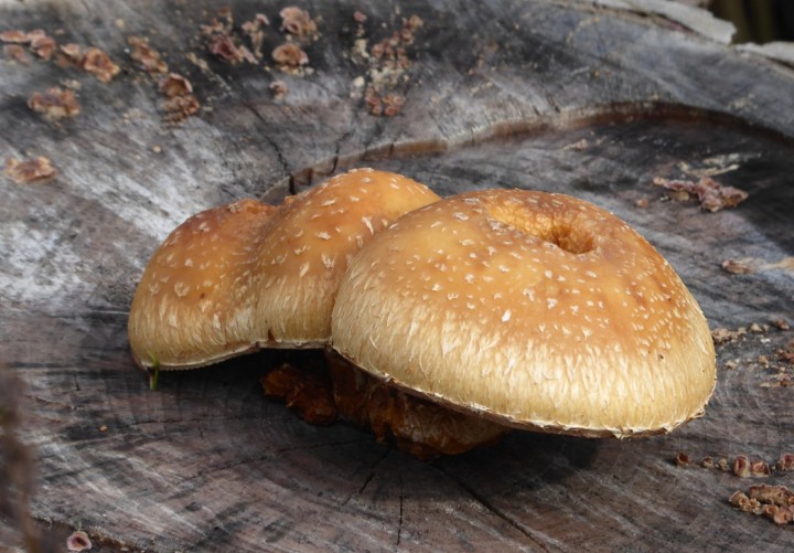 P1170956 (copie 1).JPG