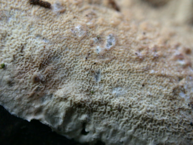 Meruliopsis corium    013.jpg