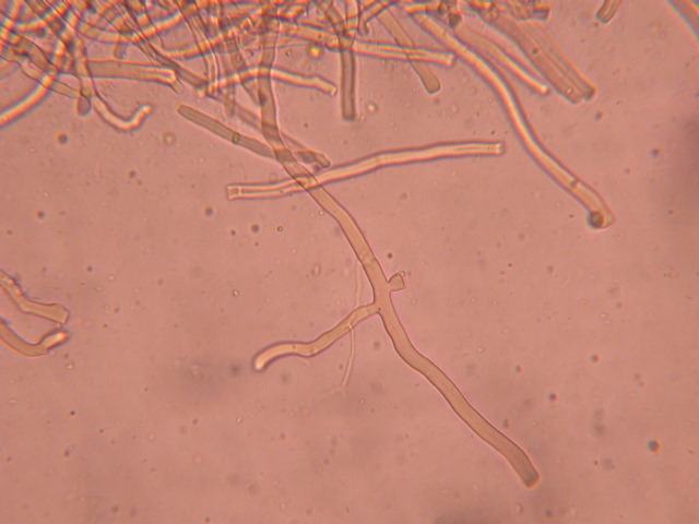 Meruliopsis corium   055.jpg