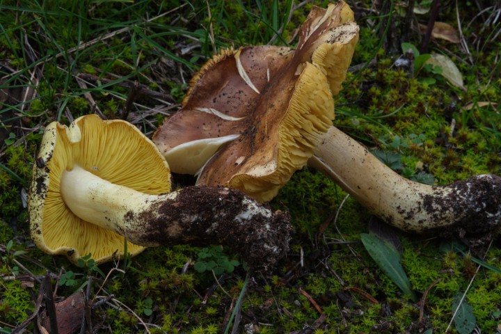 DSCF5568.jpg