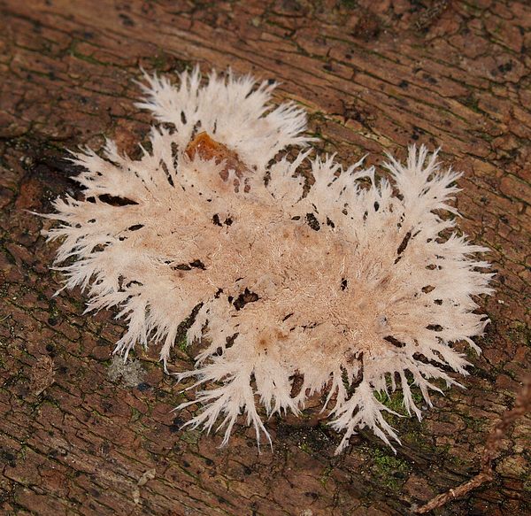 steccherinumfrimbriatum20.JPG