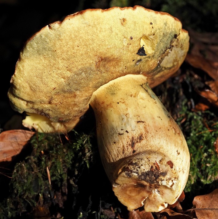 PA260168.jpg