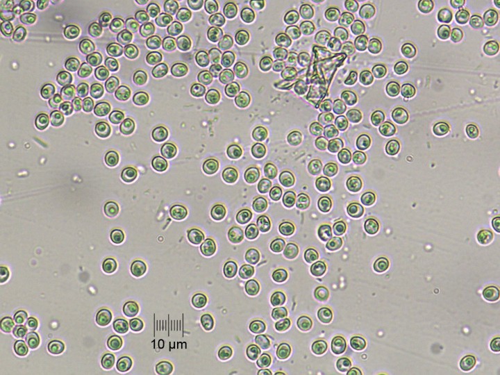 spores_x400_01.jpg